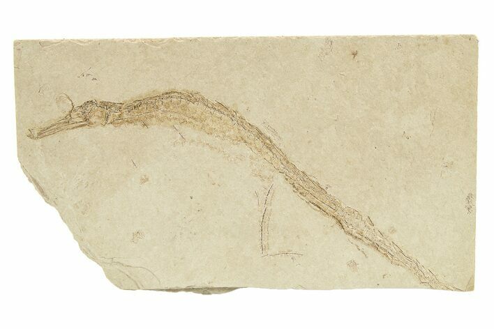 Fossil Pipefish (Syngnathus) - California #274965